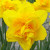 Narcissus 'Queen's Day'
