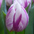 Tulipa 'Flaming Prince'