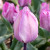 Tulipa 'Jacuzzi'