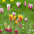 Tulipa Mixed Botanic Varieties