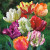 Tulipa Mixed Parrot varieties