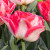 Tulipa 'Pink Delight'