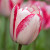 Tulipa 'Playgirl'