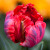 Tulipa 'Shining Parrot'