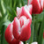 Tulipa Universum