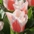 Tulipa 'Willem van den Akker'
