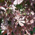 Acer palmatum atropurpureum