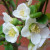 Chaenomeles speciosa 'Nivalis'
