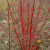 Cornus alba 'Sibirica'