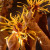 Hamamelis mollis