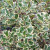 Ilex aquifolium 'Argentea Marginata'
