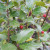 Ilex meserveae 'Blue Maid'