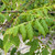 Koelreuteria paniculata