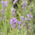 Lavandula angustifolia