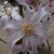 Magnolia x loebneri 'Leonard Messel'