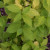 Philadelphus coronarius 'Aureus'