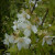 Philadelphus 'Mont Blanc'
