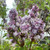 Syringa vulgaris 'Belle de Nancy'