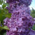 Syringa vulgaris 'Massena'