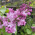 Syringa vulgaris 'Michael Buchner'