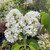 Syringa vulgaris 'Mont Blanc'