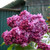 Syringa vulgaris 'Paul Thirion'