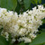 Syringa vulgaris 'Primrose'