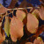 Viburnum plicatum 'Mariesii'