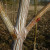 Acer pensylvanicum