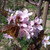 Prunus cerasifera 'Nigra'
