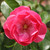 Rosa 'Angela'