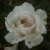 Rosa 'Margaret Merrill'