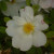 Rosa 'Nevada'