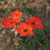Rosa 'Warm Welcome'