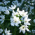 Allium neapolitanum Cowanii Group