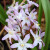 Chionodoxa 'Pink Giant'