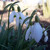 Galanthus nivalis