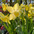 Narcissus 'Pipit'