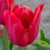 Tulipa 'Ile de France'