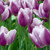 Tulipa 'Librije'