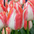 Tulipa Spryng Sunrise