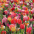 Tulipa Triumph Mixed