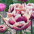 Tulipa 'Wyndham'