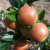 Apple - New Bess Pool