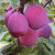 Plum - Laxton's Delicious