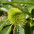 Sweet Chestnut - Common