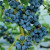 Blueberry - Earliblue