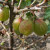 Gooseberry - Bellona