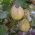 Gooseberry - Invicta