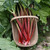 Rhubarb - Stockbridge Arrow